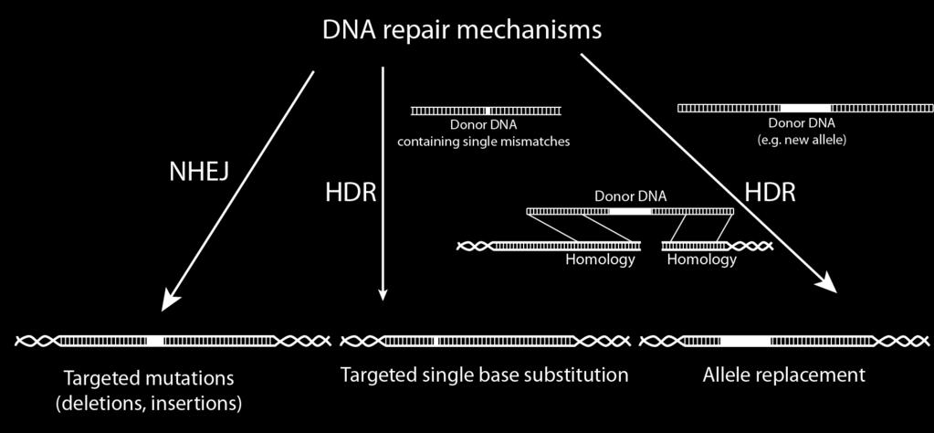 CRSIPR/Cas9 Reparaturmechanismen der DNS nicht-homologe Rekombination Vorlage-DNS mit einzelnen Basen-Unterschieden Vorlage-DNS Vorlage-DNS (ganze Gene