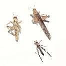 00302 / klein Wachsraupen Drosophila