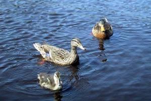 Vögel der Ordnungen