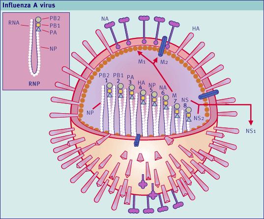 Aviäres Influenza Virus (AIV) Orthomyxoviridae, Influenza A behüllt, segmentiertes Genom Zwei Glykoproteine auf Virusmembran: Hämagglutinin Neuraminidase 80-120 nm 18 Subtypes HA 11