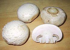 champignon Pilze