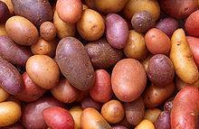 Kartoffeln Kartoffeln, eins unserer Hauptnahrungsmittel, werden in vielen Gerichten verwendet.