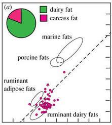 Historie Prevalence of marine and dairy fats in prehistoric