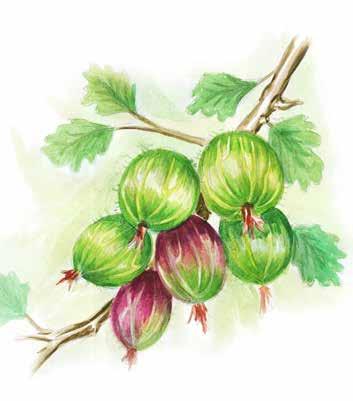 3D Beerenobst soft fruit bobičasto voće taneli yemişler Erdbeere Himbeere Brombeere Stachelbeere