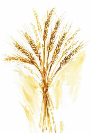 5A Getreide cereal žitarice tahɪllar Weizen Gerste Hafer Mais wheat
