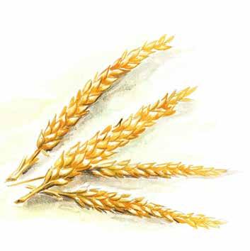 Getreide 5B cereal žitarice tahɪllar Weizen Gerste Hafer Mais wheat