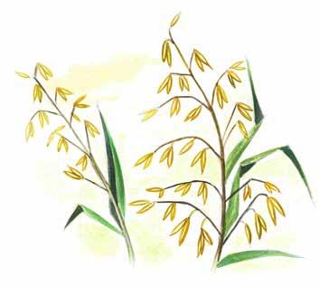 Getreide 5C cereal žitarice tahɪllar Weizen Gerste Hafer Mais wheat