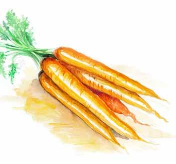 6A Wurzelgemüse root vegetables korenasto povrće köklü sebzeler Karotte Rote Rübe Radieschen Pastinake carrot