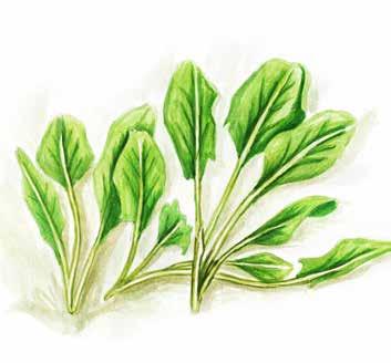 7A Blattgemüse leaf vegetables lisnato povrće yapraklɪ sebzeler Spinat Häupelsalat Feldsalat Mangold