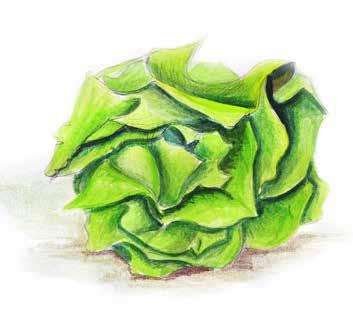 7B Blattgemüse leaf vegetables lisnato povrće yapraklɪ sebzeler Spinat Häupelsalat Feldsalat Mangold
