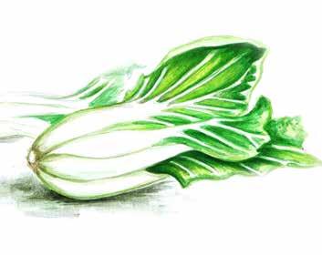 7D Blattgemüse leaf vegetables lisnato povrće yapraklɪ sebzeler Spinat Häupelsalat Feldsalat Mangold