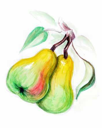 1B Kernobst pomaceous fruit jabučasto voće çekirdekli meyveler Apfel Birne Quitte