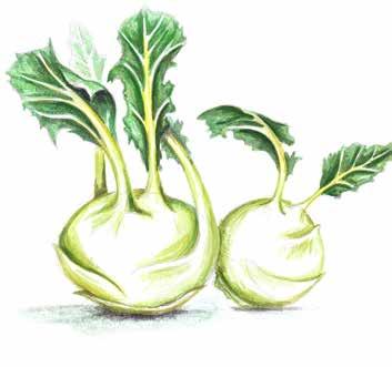 8A Kohlgemüse cabbage vegetables kupusnjače lahanalar Kohlrabi Weiß-/Rotkraut Karfiol Broccoli turnip cabbage