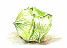 8B Kohlgemüse cabbage vegetables kupusnjače lahanalar
