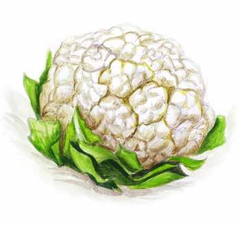 8C Kohlgemüse cabbage vegetables kupusnjače lahanalar Kohlrabi Weiß-/Rotkraut Karfiol Broccoli turnip cabbage
