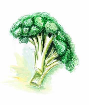 8D Kohlgemüse cabbage vegetables kupusnjače lahanalar Kohlrabi Weiß-/Rotkraut Karfiol Broccoli turnip cabbage