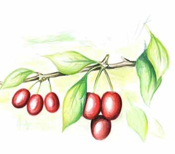 9A Wildobst wild fruit divlje voće yabani meyveler Kornelkirsche Holler Schlehe Sanddorn cornel cherry black