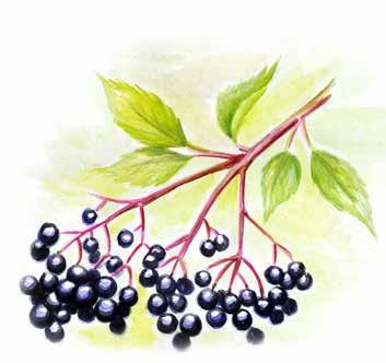 9B Wildobst wild fruit divlje voće yabani meyveler Kornelkirsche Holler Schlehe Sanddorn cornel cherry black