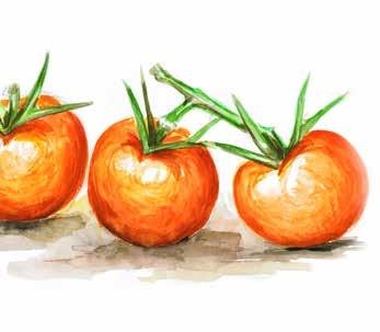 10A Fruchtgemüse fruit vegetables plodovito povrće sebze Paradeiser Zucchini Gurke Kürbis tomato