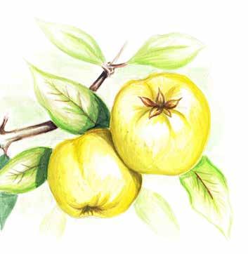 1C Kernobst pomaceous fruit jabučasto voće çekirdekli meyveler Apfel Birne Quitte