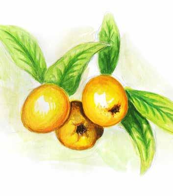 1D Kernobst pomaceous fruit jabučasto voće çekirdekli meyveler Apfel Birne Quitte