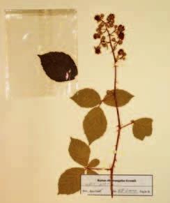 Gredleriana Vol. 11 / 2011 pp. 83-92 Abb. 1: Historischer Beleg von Rubus obtusangulus inklusive Originaletiketten (sind heute auf zwei getrennten Bögen angebracht) (Foto Pagitz 2011).