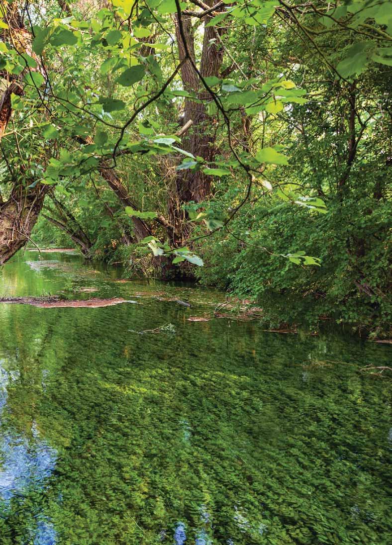 NATIONALE NATURLANDSCHAFT Naturpark Südharz Erfurt Erfurt Dschungel in Deutschland: Nahe ihrer Quelle zeigt sich die