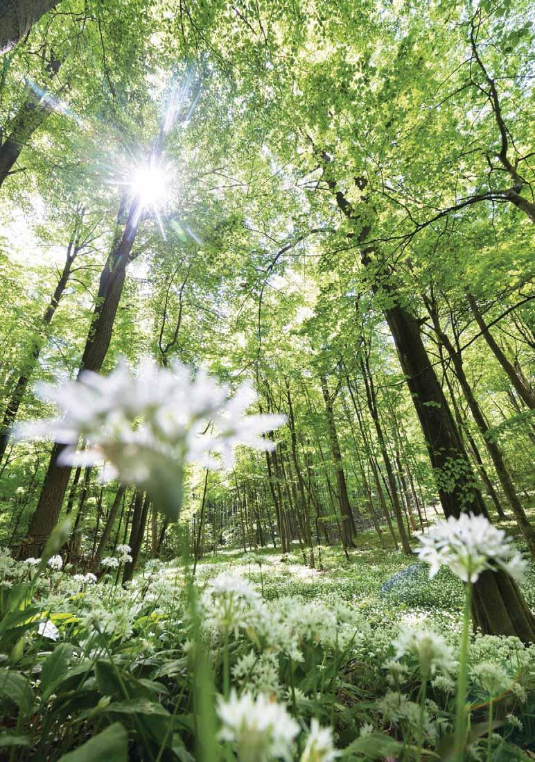 NATIONALE NATURLANDSCHAFT UNESCO-Weltnaturerbe Nationalpark Hainich Erfurt Im Heimatwald Im Hainich darf die Natur wieder