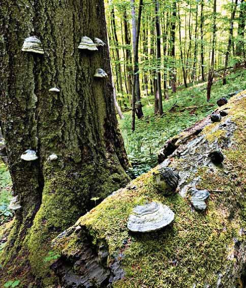 Umgestürzte Bäume bleiben liegen und bieten Pilzarten wie dem Zunderschwamm neuen Lebensraum Im Wald muss man sich Zeit nehmen und warten, was passiert steigt er sanft auf 24 Meter an, sogar mit