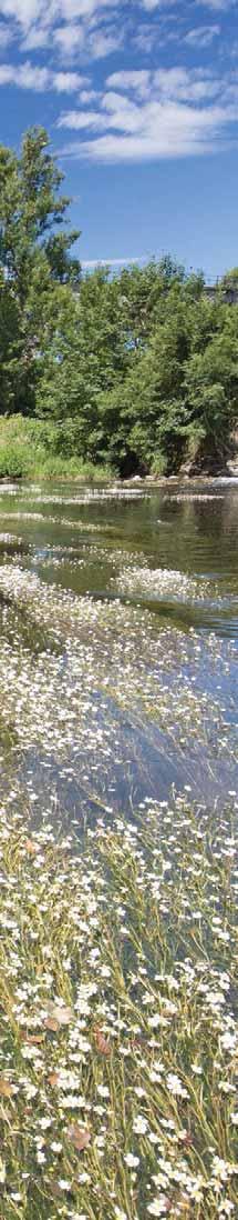 Wasserschleier: Im Sommer überzieht der Flutende Hahnenfuß die Saale mit einem weißen Blütenteppich In einem Land, wo die Flüsse blühen F ranziska Jacob ist ein Naturmensch und für ihr Leben gern