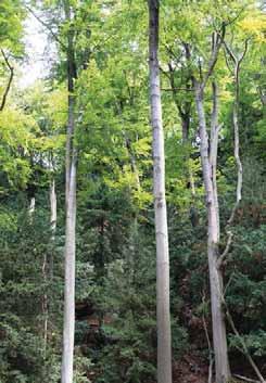 DIE STARS DER GEGEND Eibe Große Bestände dieser Bäume wie im Naturpark Eichsfeld- Hainich-Werratal sind heute selten.