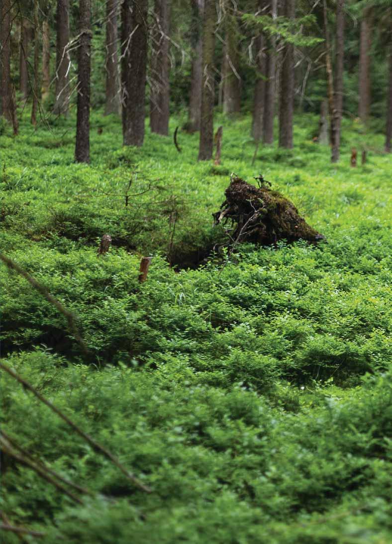 Thüringer Walds verzaubert und macht glücklich: Vier Menschen, die dort ihre Heimat gefunden