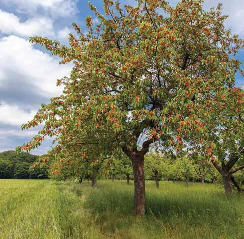 de Neue Bäume für alte Sorten Rare Früchte: Auf den Streuobstwiesen der Hohen Schrecke wachsen Kirschsorten, die woanders schon lange nicht mehr existieren Rücken stehen, tatsächlich Wirklichkeit