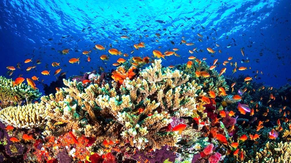Das Ökosystem der Meere Das Meer hat einen grossen Einfluss auf das Klima, den Wasserkreislauf und den Kohlenstoffkreislauf.