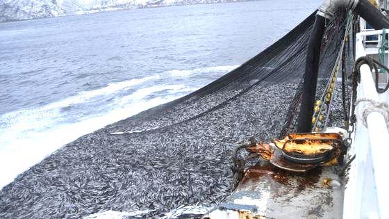 Probleme bei Überfischung Durch die Überfischung verschwinden weltweit die Fischbestände und damit auch eine wichtige Nahrungs- und Proteinquelle für die Menschheit.
