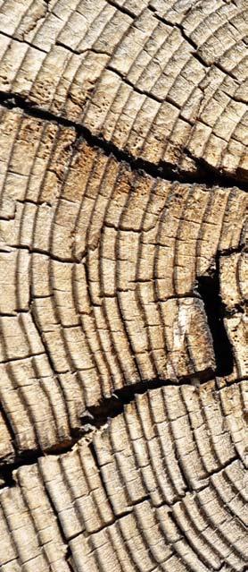 Baumstammscheiben Kleine Biotope aus Laub, Stein und Holz Eigentlich gibt es bei diesem Biotop keine große Bauphase.