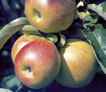 Kompostplatz für den Trester, Kühlschrank Geschätzte Kosten: je nach Umfang der Selbsthilfe 300 bis 2.000 Euro Aus den geernteten Äpfeln entsteht leckerer Saft.
