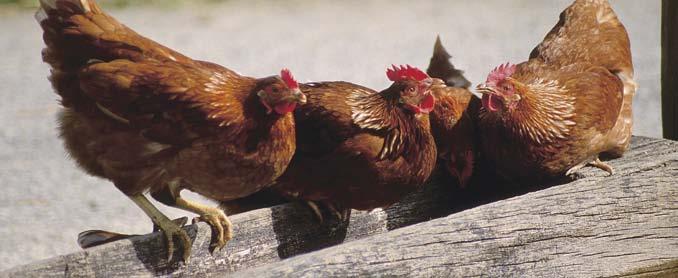 Hühnerhaltung Durch die Hühnerhaltung machen die Schülerinnen und Schüler grundlegende Erfahrungen im Umgang mit Tieren.