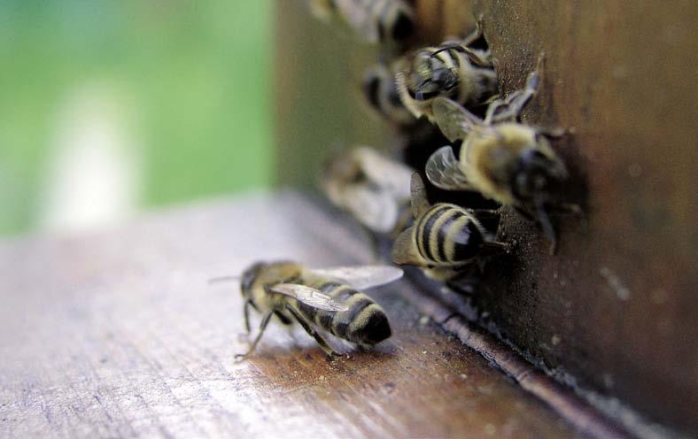 Bienenhaltung Vielfach besteht an den Schulen der Wunsch, eine schuleigene Imkerei aufzubauen.