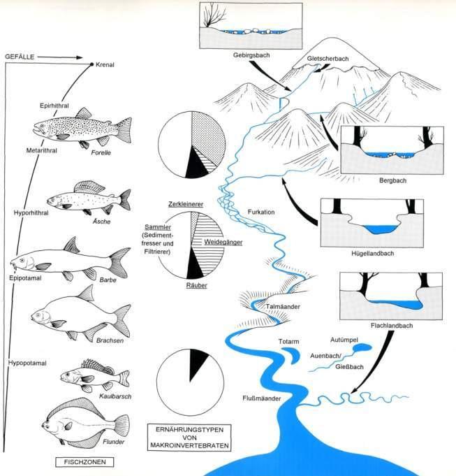Fließgewässerkontinuum Idealisierter Gewässerlauf (Quelle bis Mündung), der die charakteristischen Veränderungen der abiotischen