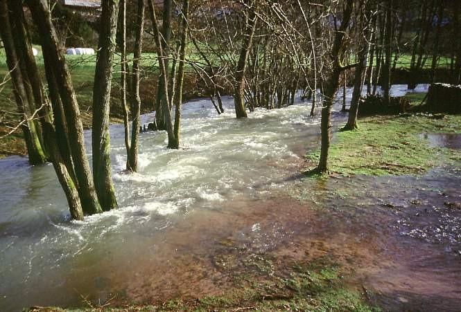 Fließgeschwindigkeit Bei hohen Abflüssen bilden Uferbäume der Aue wirksamen Schutz vor starker Strömung und