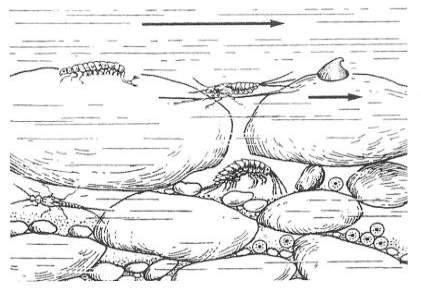 Das Lückensystem zwischen den Sedimenten der Gewässersohle ist der Lebensraum vieler wirbelloser Kleintiere (Makrozoobenthos).