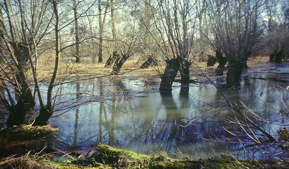 Hecht (Esox lucius): Laichgebiete in überschwemmter Aue Foto: E.