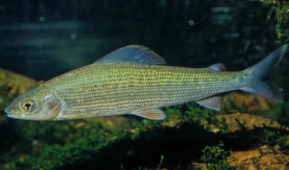 Äsche (Thymallus thymallus): Erwachsener Fisch Foto: B.
