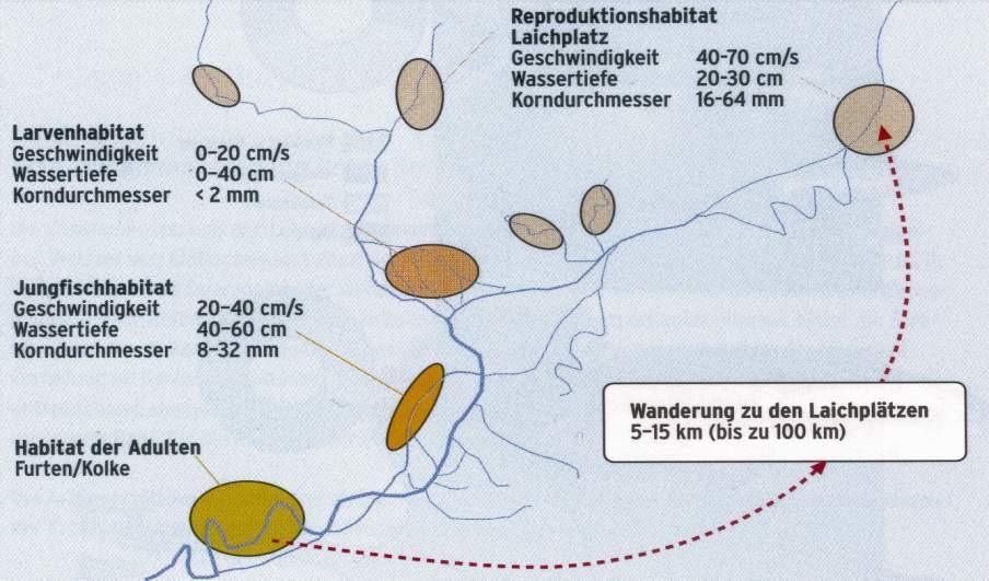Äsche (Thymallus thymallus): Lebenszyklus Datum