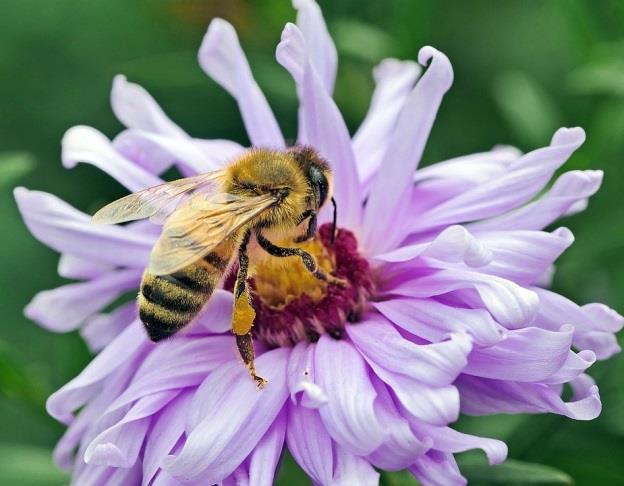 4 Bilderbuch Bienen : kleine Wunder der Natur / mit Bildern von Britta Teckentrup ; Text: Patricia Hegarty Das außergewöhnliche Bilderbuch zeigt einen Tag im Leben einer Biene und vermittelt