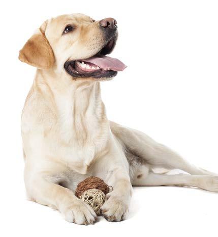Wesentliche Merkmale DIABETES Der niedrige Anteile an komplexen Kohlenhydraten unterstützt eine langsame Glucosefreisetzung Analytische Bestandteile Protein 30,0 % 11,5 % Zielgewicht des Hundes