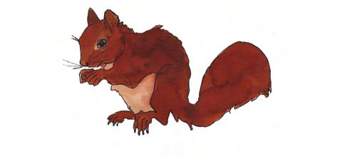 011 Eichhörnchen Ich kenn ein kleines braunes Tier, die Nüsse knackt es mit