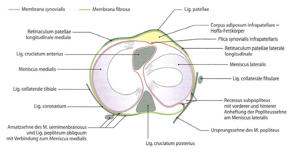 Gelenkkapsel - durch Bänder verstärkt - im vorderen Bereich ist die Patella in den Kapsel-Band-Apparat eingelagert - mit der Basis der Menisken verwachsen (meniskofemoraler und meniskotibialer Teil)