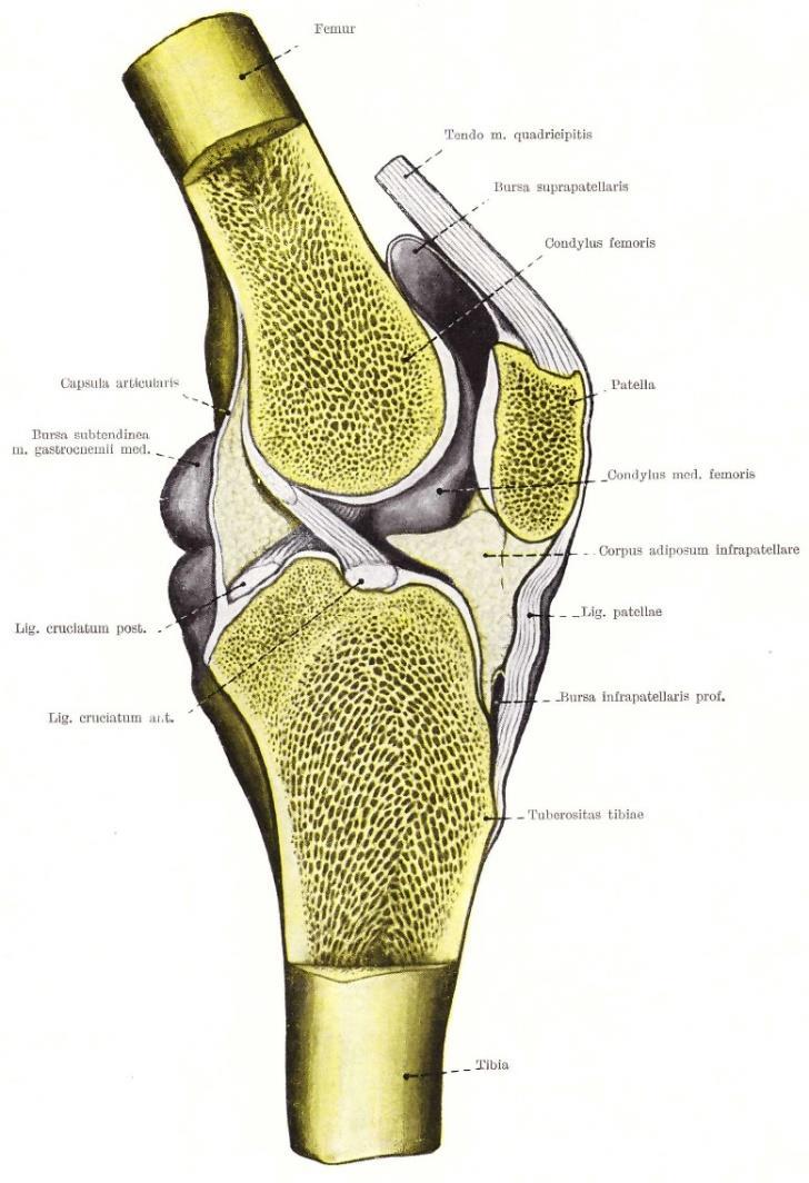 Bänder - Lig. cruciatum anterius (vorderes Kreuzband) Ursprung: hinterer Abschnitt der Innenseite des lateralen Femurkondylus Ansatz: mittlerer Bereich der Area intercondylaris zw.
